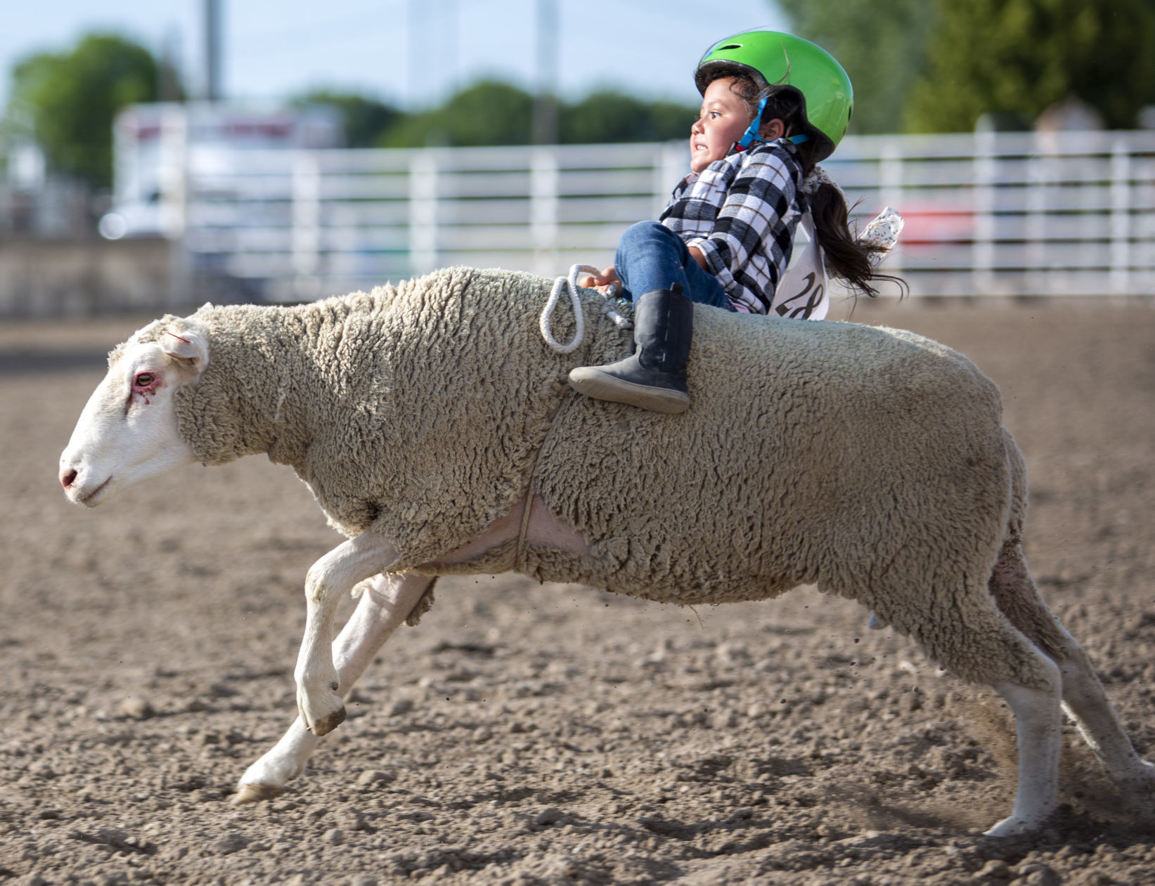 Mutton Busting in Minidoka